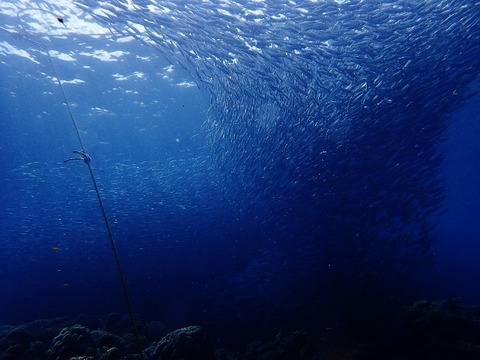 P6261297 (640x480)