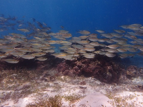 PB168747 (640x480)