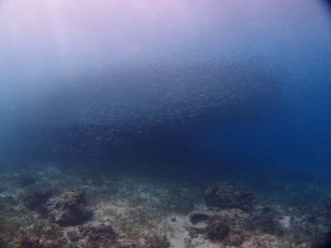 P2070791 (640x480)