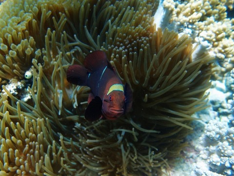 P9103268 (640x480)