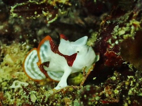 P2160100 (640x480)