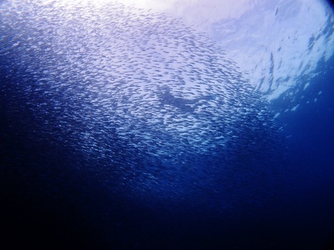 P1013738 (640x480)
