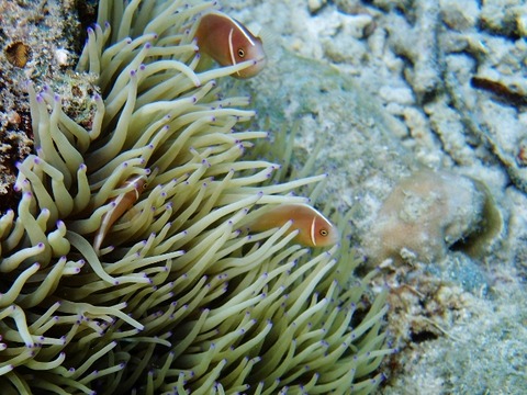 P3072791 (640x480)