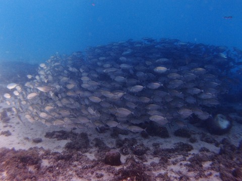 PA257591 (640x480)