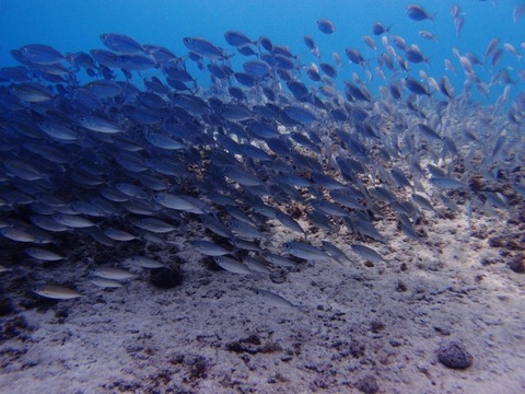 PA147179 (640x480)