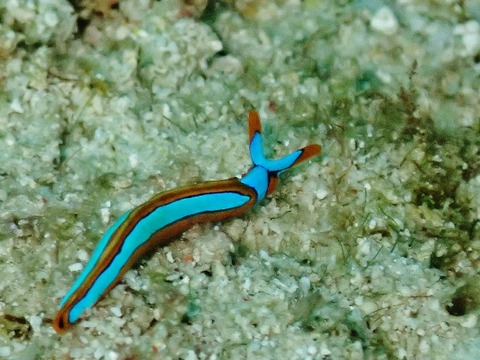P9180058 (640x480)