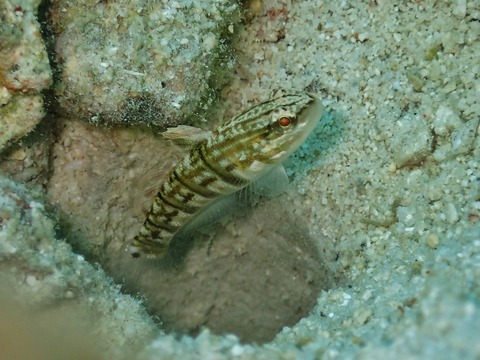 P6290096 (640x480)