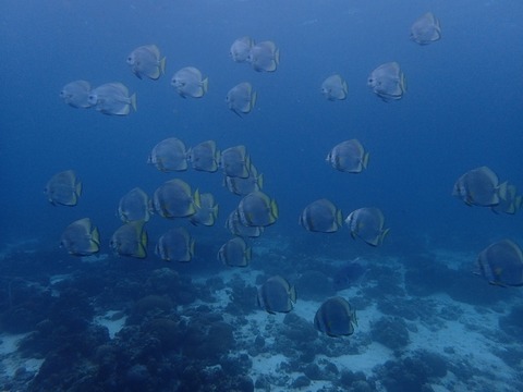 P1120072 (640x480)