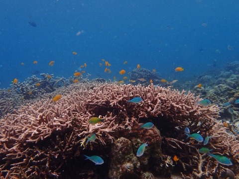 P1310075 (640x480)