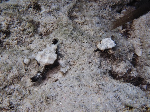PA270127 (640x480)