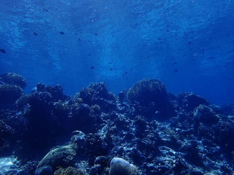 P6240015 (640x480)