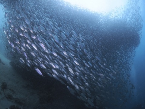 _2030232 (640x480)