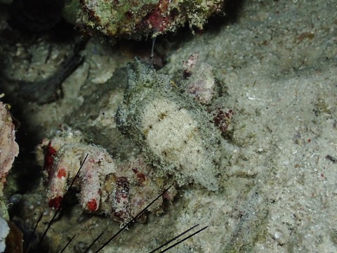 PA300044 (640x480)