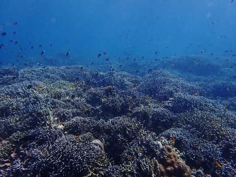 P2230506 (640x480)