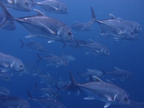 P2072058 (640x480)