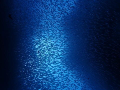 P3051618 (640x480)