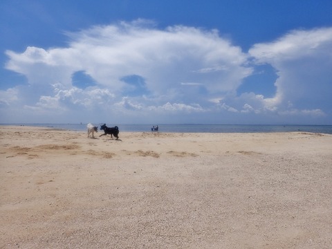 P9170063 (640x480)