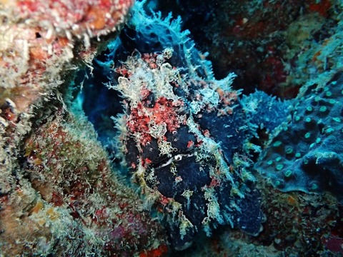 P6261447 (640x480)