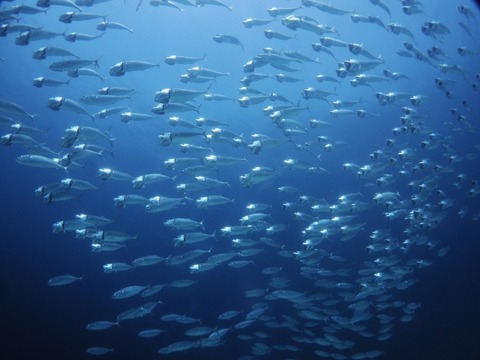 PA010125 (640x480)
