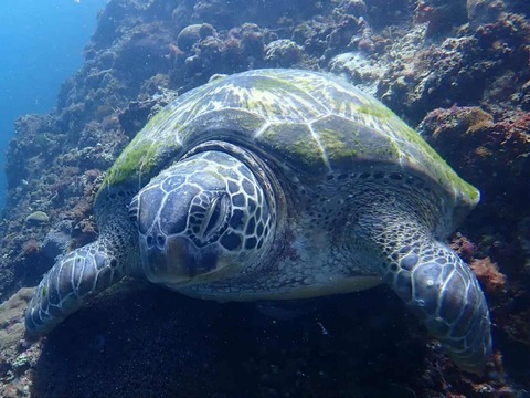 Messenger_creation_9A217CE7-62D6-4E3F-ACAD-300DD42D31DE