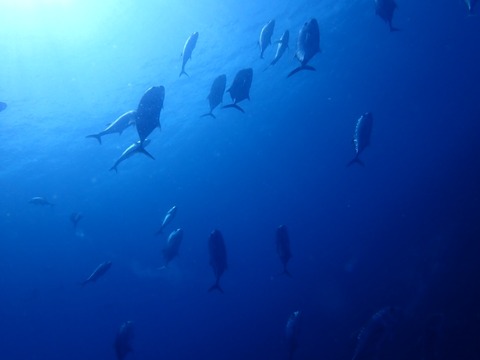 P7020021