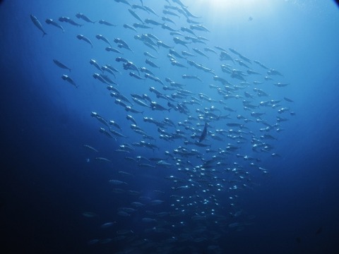 PA010122 (640x480)