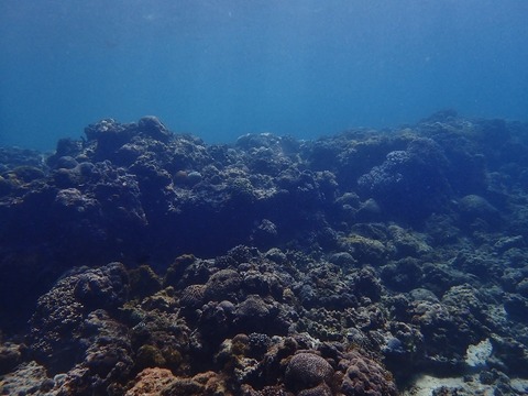 P2220232 (640x480)