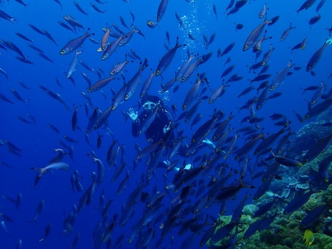P5010259 (640x480)