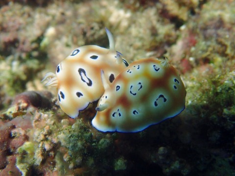 Messenger_creation_ACDA5291-EE1D-4E7E-913D-8D06AEEC4D4B