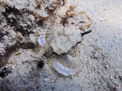 P3090195 (640x480)