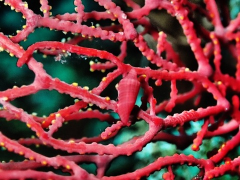 PA040017 (640x480)