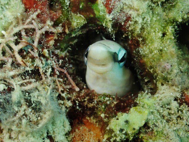 隠れるのが大好きなセブの海の生き物 セブ島 マクタン島のショップ日記