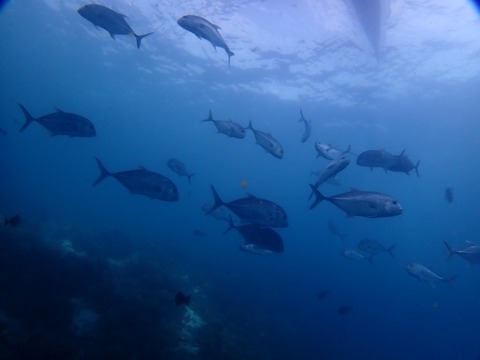P8010061