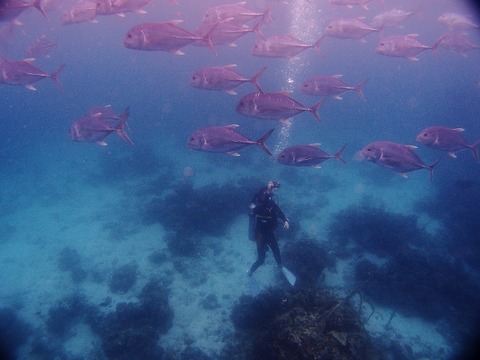 P2231142 (640x480)