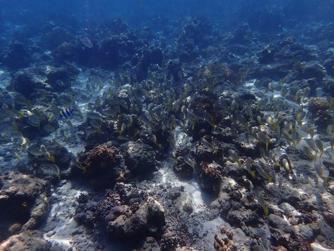 P5210139 (640x480)