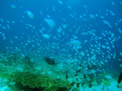 P7110019 (640x480)