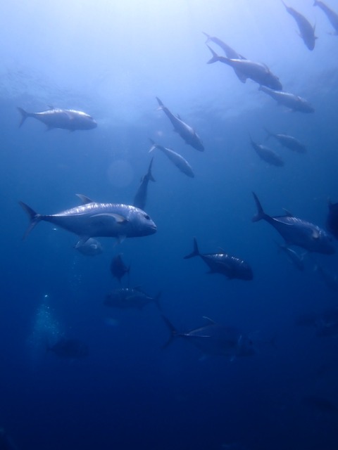 P7260034