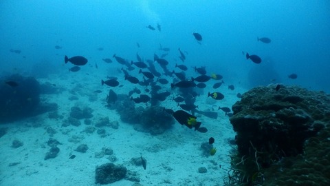 PC270405 (640x360)