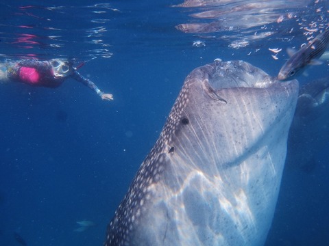 P8160098 (640x480)