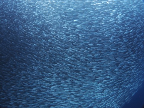 P1020399 (640x480)