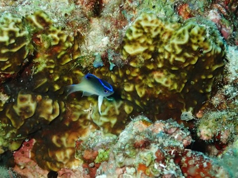 P5150002 (640x480)