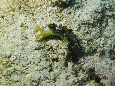 P9280084 (640x481)
