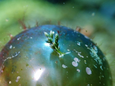 P8050191 (640x480)