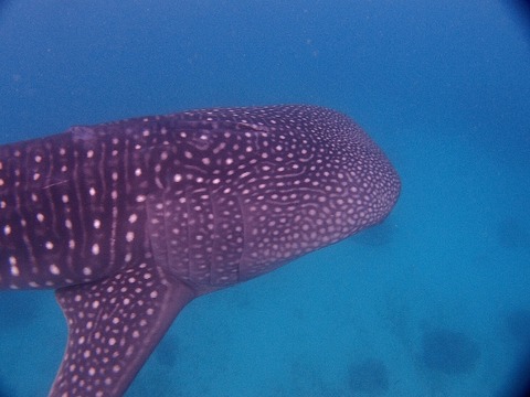 P2161020 (640x480)