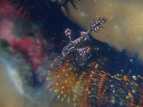 P7282295 (640x480)