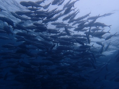 P1060035 (640x480)