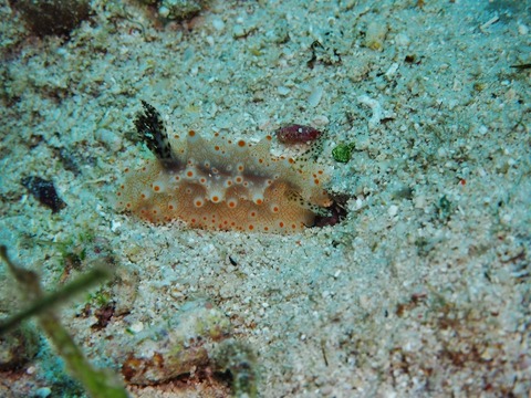 P8270145 (640x480)
