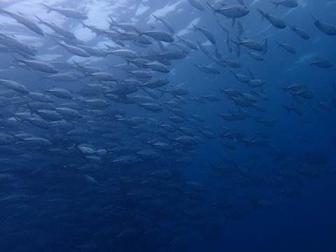 P1060020 (640x480)