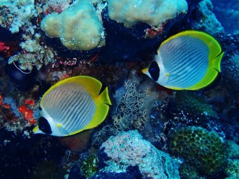 P9180002 (640x480)