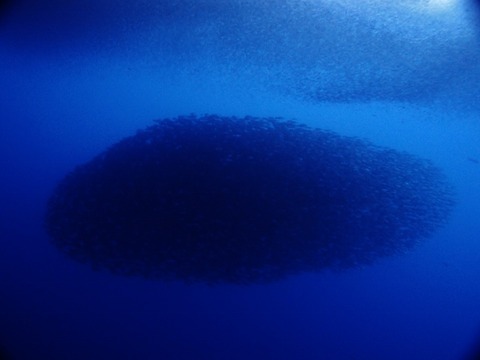 P1017285 (640x480)